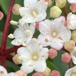 Viburnum tinus Blüte