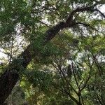 Nectandra angustifolia Celota