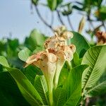 Gardenia imperialis Flor