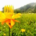 Trollius chinensis फूल