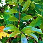 Cunonia capensis Hoja