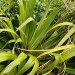 Cordyline indivisa Levél