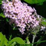 Buddleja davidii Flower