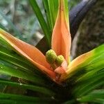 Freycinetia arborea Flor