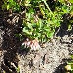 Trifolium thalii Flower