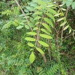 Robinia pseudoacacia Foglia