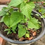 Acer capillipes Fruto