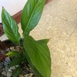 Spathiphyllum floribundumDeilen