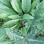 Pilosella officinarum Flower