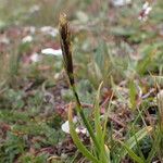 Carex uncinioides Habit