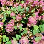 Origanum scabrum Habit
