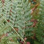 Dryopteris dilatata Blatt