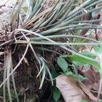 Tillandsia fasciculata Blad