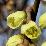 Stachyurus praecox Blomma