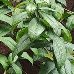 Allamanda schottii Leaf