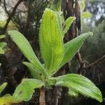 Psiadia anchusifolia Deilen