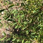 Ilex vomitoria List