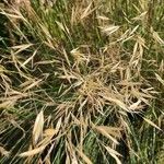 Macrochloa arenaria Flower