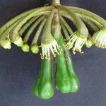 Marcgravia pittieri Fruto