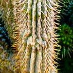 Hoodia gordonii Blatt