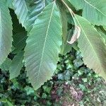 Castanea sativaLeht