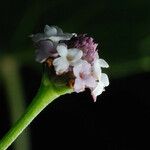 Phyla lanceolata Fleur
