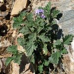 Glandularia gooddingii Habit