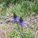 Phyteuma betonicifolium Flor