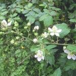 Rubus polyanthemus Muu