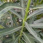 Nerium oleander Leaf