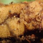 Platycerium elephantotis Other