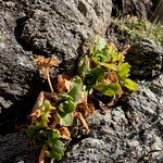 Primula hirsuta Hábito