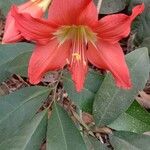 Hippeastrum puniceum 花