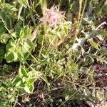 Trifolium stellatumBlüte