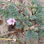 Erodium lebelii ശീലം