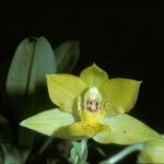 Promenaea xanthina 花