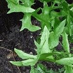 Taraxacum obliquilobum Fuelha