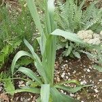 Eryngium yuccifolium Vekstform