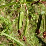 Spathoglottis plicata फल
