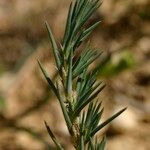 Polycnemum majus Mosusu