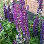 Lupinus × regalis Fiore