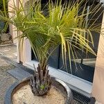 Butia capitataLeaf