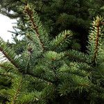 Picea asperata Feuille