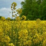 Brassica napus Λουλούδι