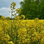 Brassica napus Virág