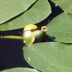 Nuphar pumila फल