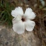 Dianthus arrostoi Blüte