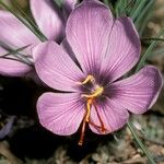 Crocus sativus Λουλούδι