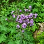 Lactuca alpina Flor