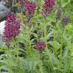 Pedicularis × pennina Habit